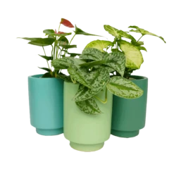 Jungalow Kelly Green Kaya Vase By Justina Blakeney™ -Jungalow Store greenkayaplanters 1715ce7f fabb 4e3b 8d20 fc0e8c9a4ec6