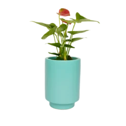 Jungalow Carribean Green Kaya Vase By Justina Blakeney™