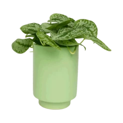 Jungalow Kiwi Green Kaya Vase By Justina Blakeney™ -Jungalow Store kiwiplanter2 b253b3a0 ce74 402f b369 045bc646cca7